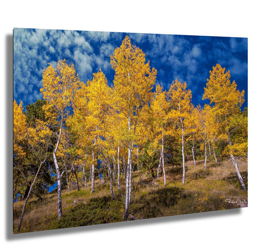 Colorado Aspens Photography Scenic Mountain Wall Art - Ready to Hang Canvas Print