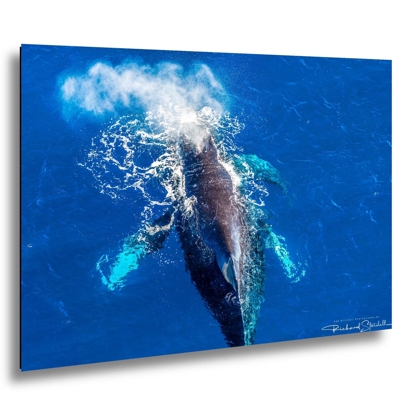 Humpback Whale Wall Art - Ocean Photo Print for Home