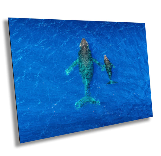 Humpback Whale Print - Canvas Wall Art | Metal & Acrylic Whale Wall Decor