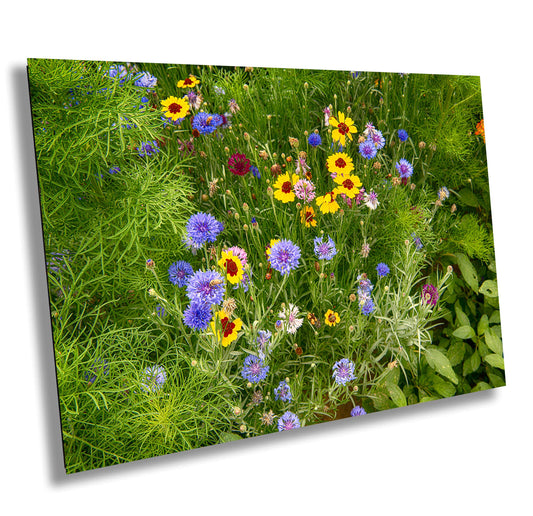 Colorado Flower Wall Art - Vibrant Wildflower Canvas Print | Ready To Hang Decor