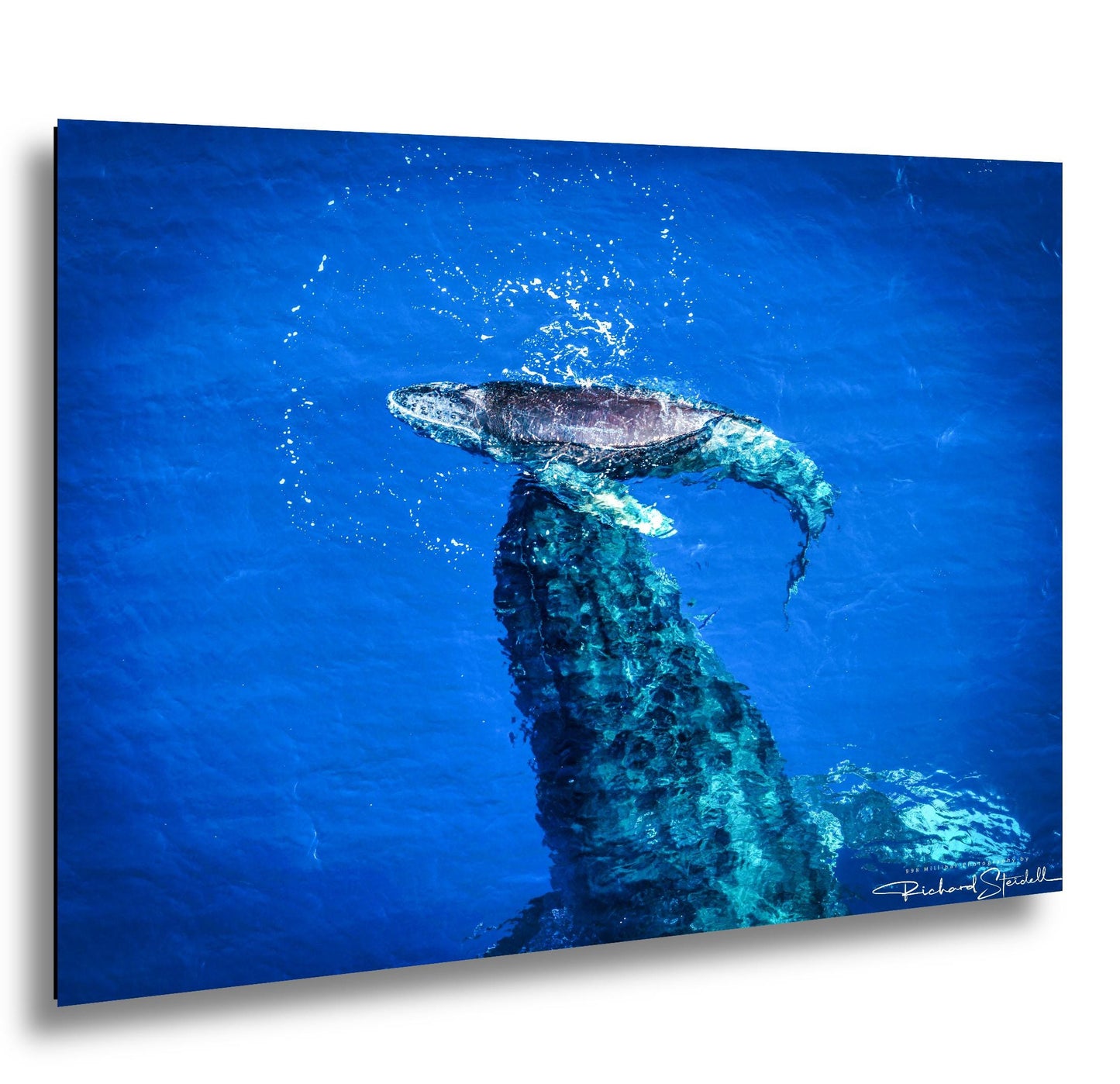 Humpback Whale Wall Art, Ocean Animal Print (Canvas, Metal, or Acrylic)