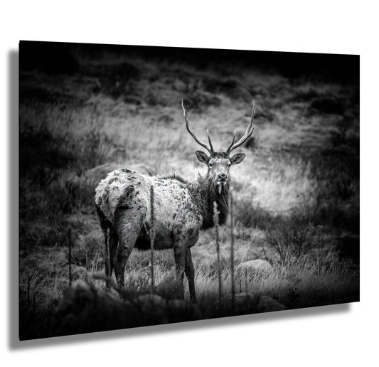 Elk Wall Art - Rocky Mountain Decor | Wildlife Wall Decor for Nature Lovers